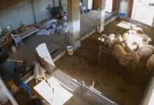 المستوطنين