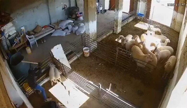 المستوطنين